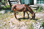 caballo