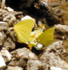 mariposa amarilla