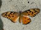 orange butterfly