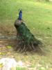pavo real