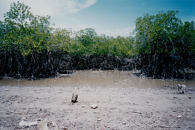 Los manglares 2