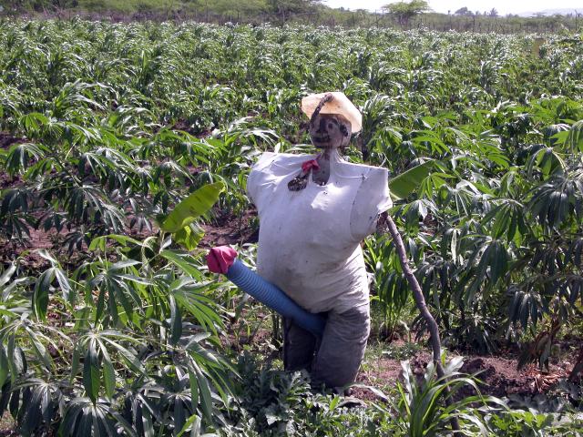 Arte dominicano popular 2