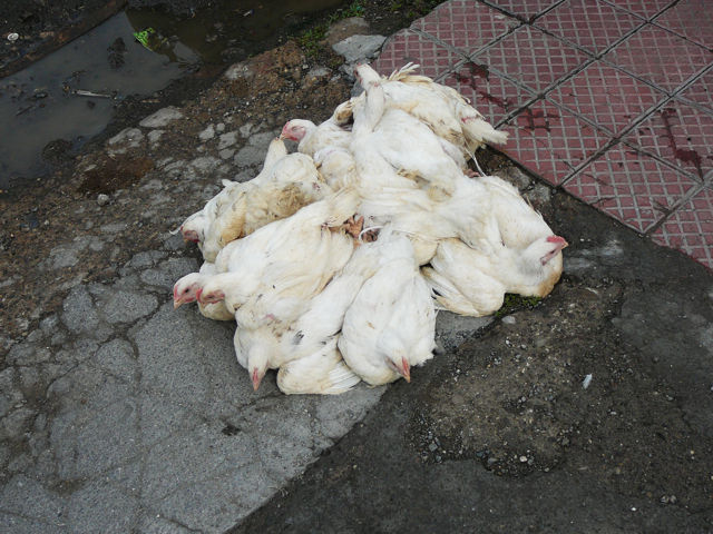 Pollos amarrado para transporte