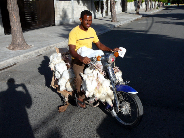 Pollos en transporte