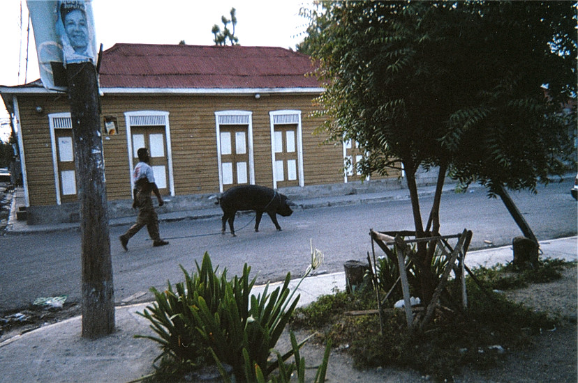 Puerco en transporte