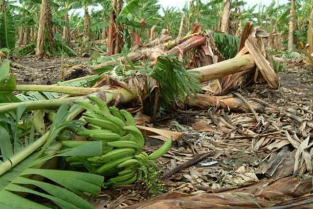 Da�o a la agricultura