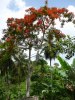 Flamboyant tree