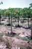 Plantation of papayas