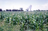 Plantation of maize 2