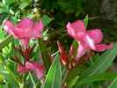 Oleander
