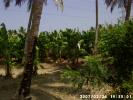Plantation of bananas