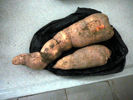 yuca